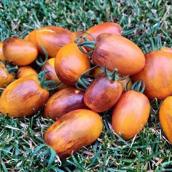 7145T Томат Атомный закат 10шт