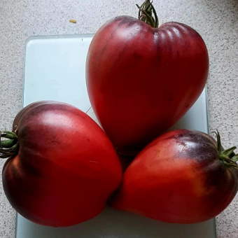 7138T Томат Сержант Паскаль 5 шт