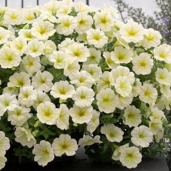 5188D Петуния ампельная Опера F1 Лемон 5шт