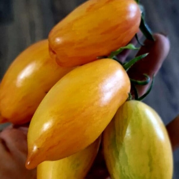 7043T Томат Лисий хвост 10шт 7043T Томат Лисий хвост 10шт