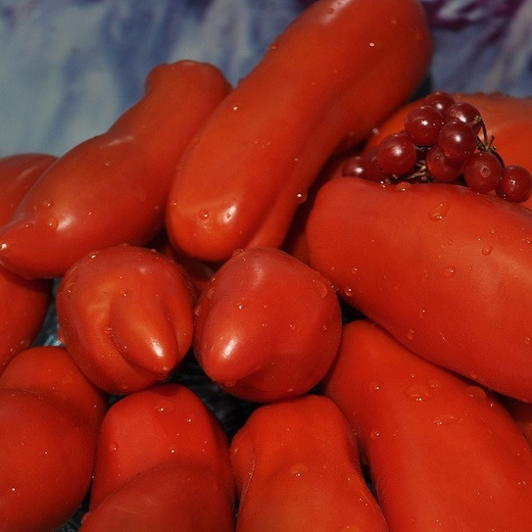 7044T Томат Любопытный Чичико 10шт 7044T Томат Любопытный Чичико 10шт