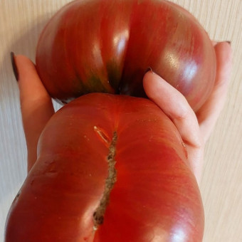 7147T Томат Красавица колледжа 10шт