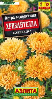 1996A Астра Хризантелла осенний лес 15шт