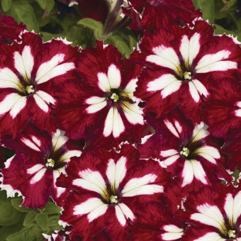 5190D Петуния грандифлора Кан Кан F1 Арлекин Бургунди 5шт
