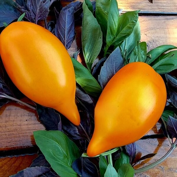 7045Т Томат Манго 10шт 7045Т Томат Манго 10шт