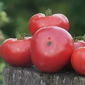 7149T Томат Розовый изюмный 10шт