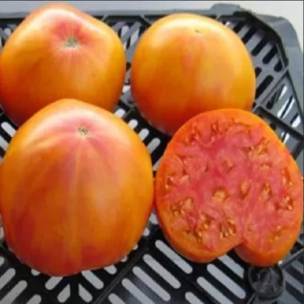 7141T Томат Старое пламя 10 шт