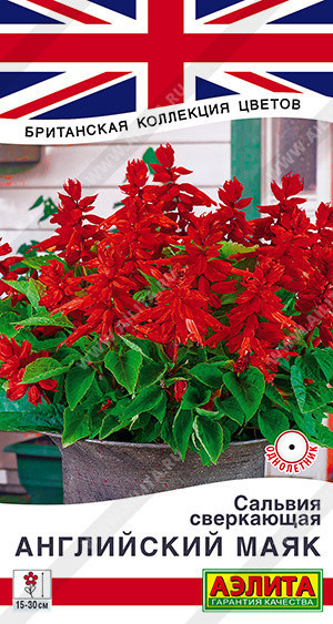 1786A Сальвия сверкающая Английский маяк 7шт