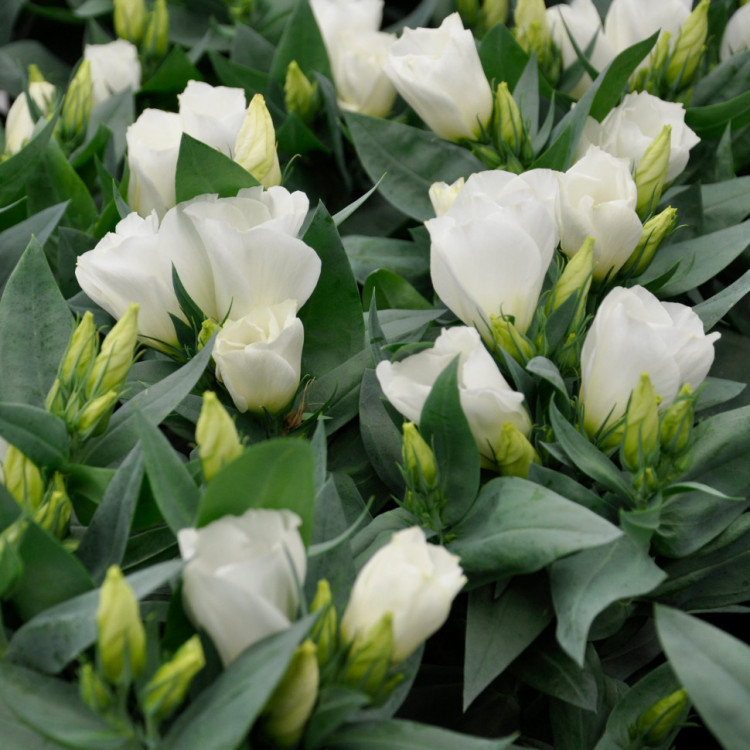 5192D Эустома Кармен F1 Айвори 5шт 5192D Эустома Кармен F1 Айвори 5шт