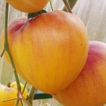 7151T Томат Сержант Пеппер 10шт