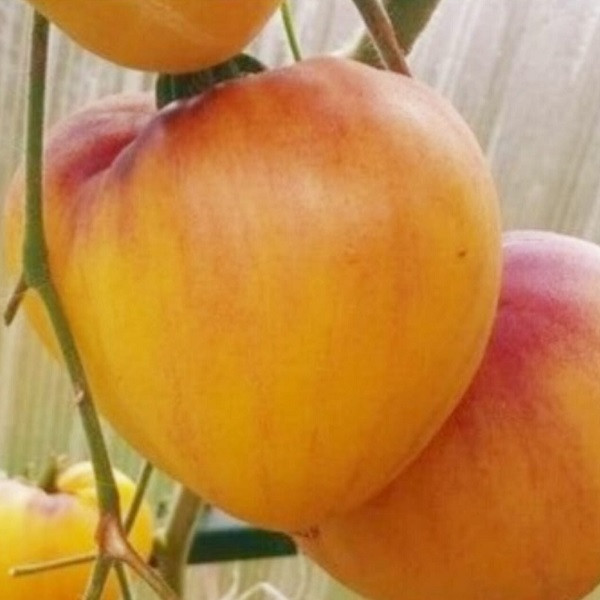 7151T Томат Сержант Пеппер 10шт