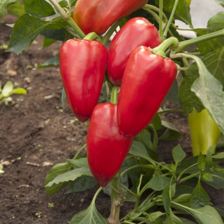 5065D Перец сладкий Подарок Молдовы 5шт 5065D Перец сладкий Подарок Молдовы 5шт