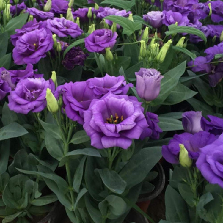 5193D Эустома Кармен F1 Блю 5шт 5193D Эустома Кармен F1 Блю 5шт