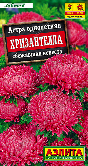 1997A Астра Хризантелла сбежавшая невеста 15шт