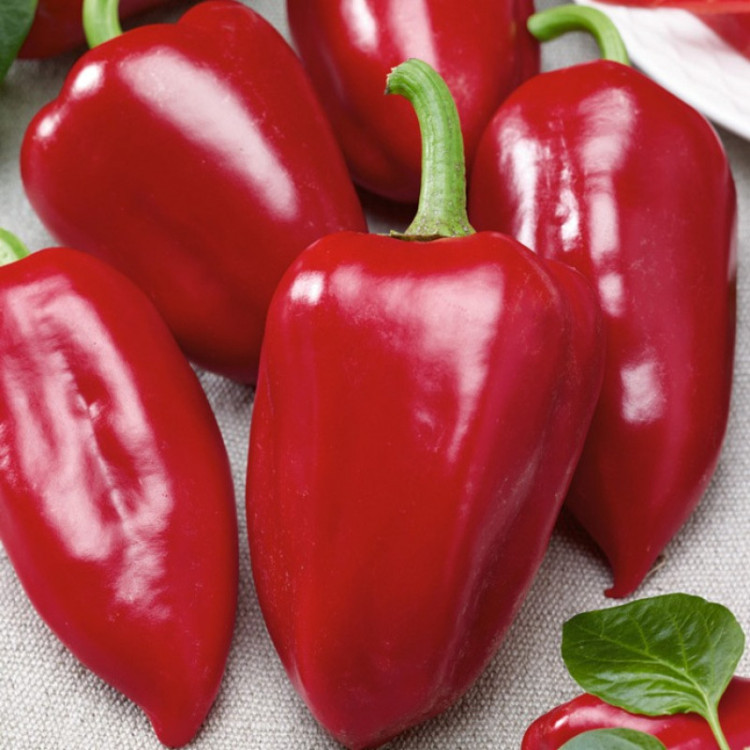 5066D Перец сладкий Ростовский юбилейный 5шт