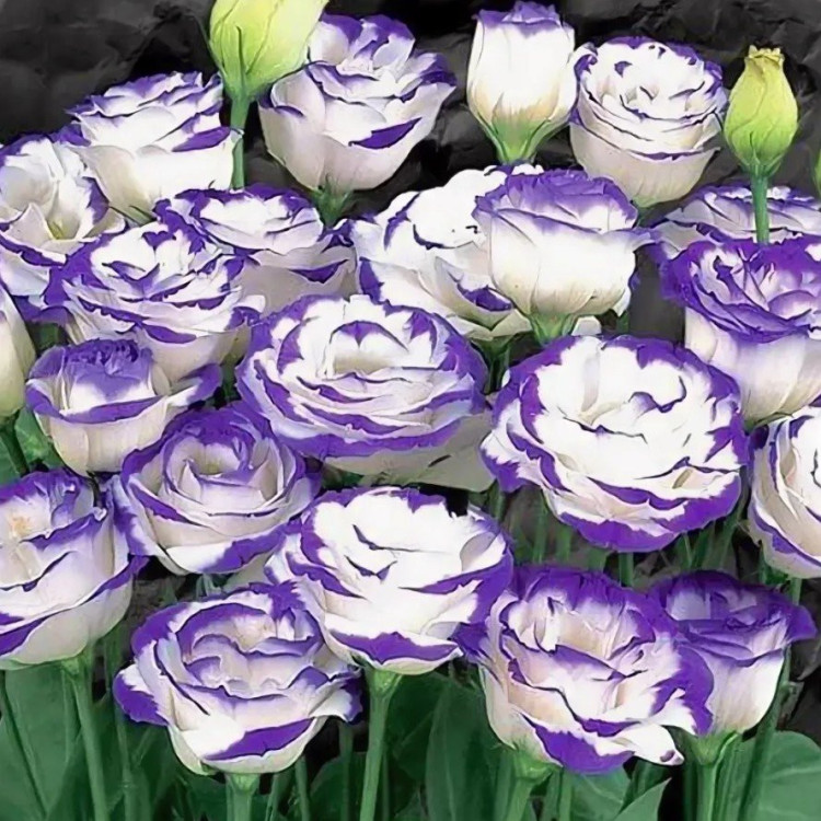 5194D Эустома Кармен Блю Рим 5шт 5194D Эустома Кармен Блю Рим 5шт