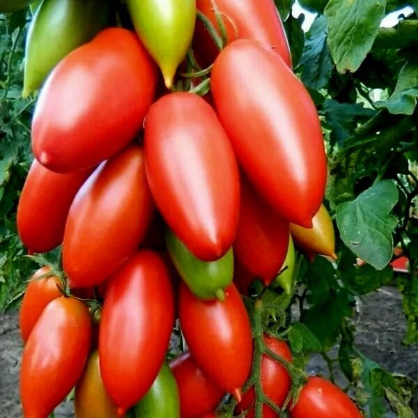 7049Т Томат Ниагара 10шт 7049Т Томат Ниагара 10шт