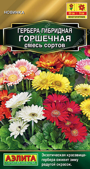 1401A Гербера Горшечная, смесь сортов 10шт 1401A Гербера Горшечная, смесь сортов 10шт