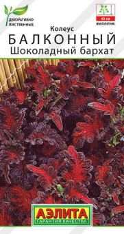 1501A Колеус балконный Шоколадный бархат 5шт
