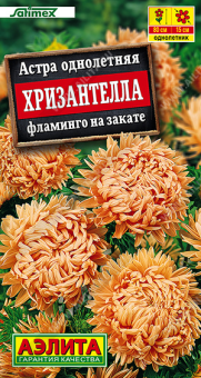 1998A Астра Хризантелла фламинго на закате 15шт