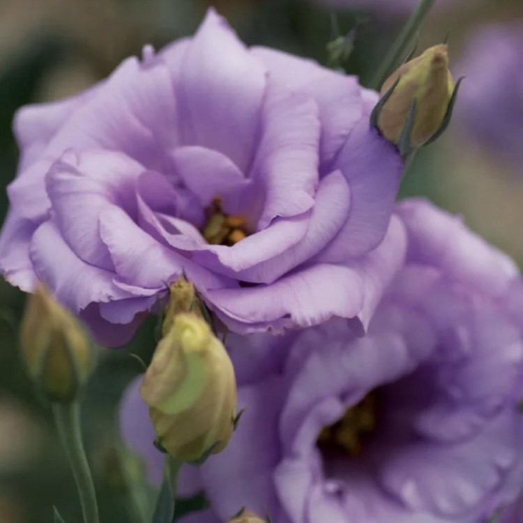 5195D Эустома Кармен Лилак 5шт 5195D Эустома Кармен Лилак 5шт