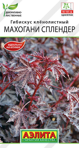 1402A Гибискус Махогани сплендер 3шт 1402A Гибискус Махогани сплендер 3шт