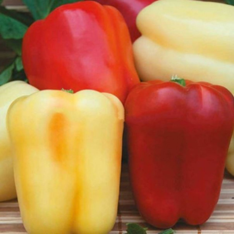 5068D Перец сладкий Соломон Агро 5шт 5068D Перец сладкий Соломон Агро 5шт