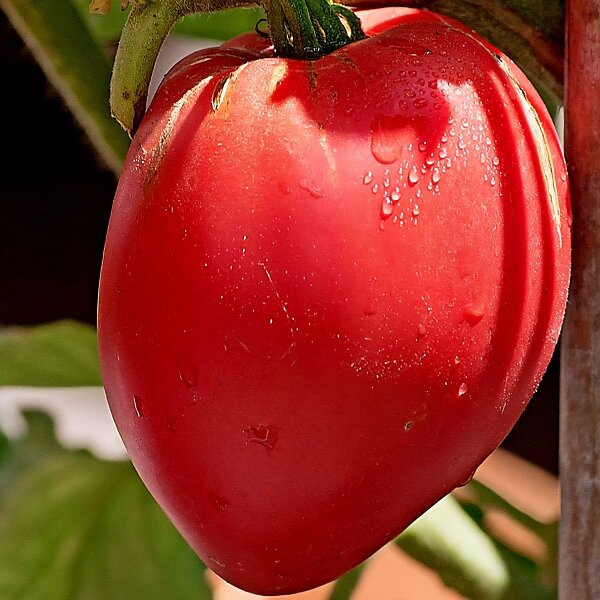 7155Т Томат Анна Рашен 10шт