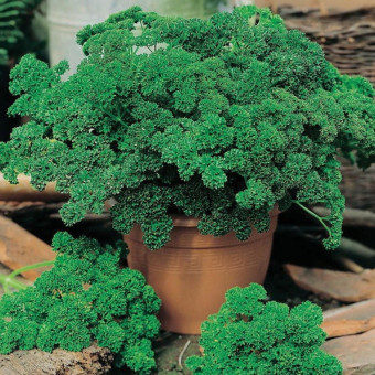 5069D Петрушка Кучерявец 1гр