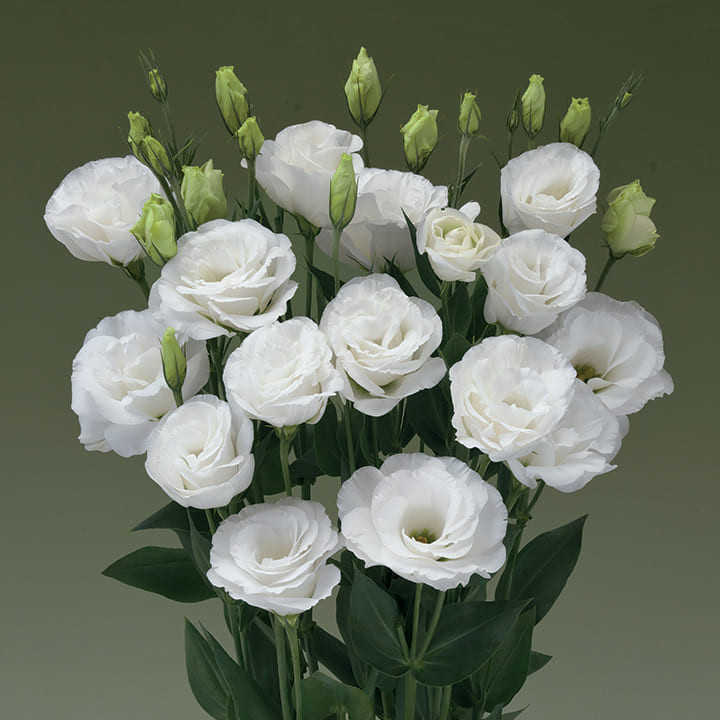 5197D Эустома крупноцветковая Арена F1 I Вайт 5шт 5197D Эустома крупноцветковая Арена F1 I Вайт 5шт