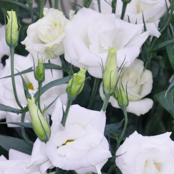 5198D Эустома крупноцветковая Арена F1 II Килиманджаро 5шт