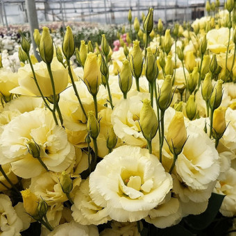 5199D Эустома крупноцветковая Арена F1 III Голд 5шт