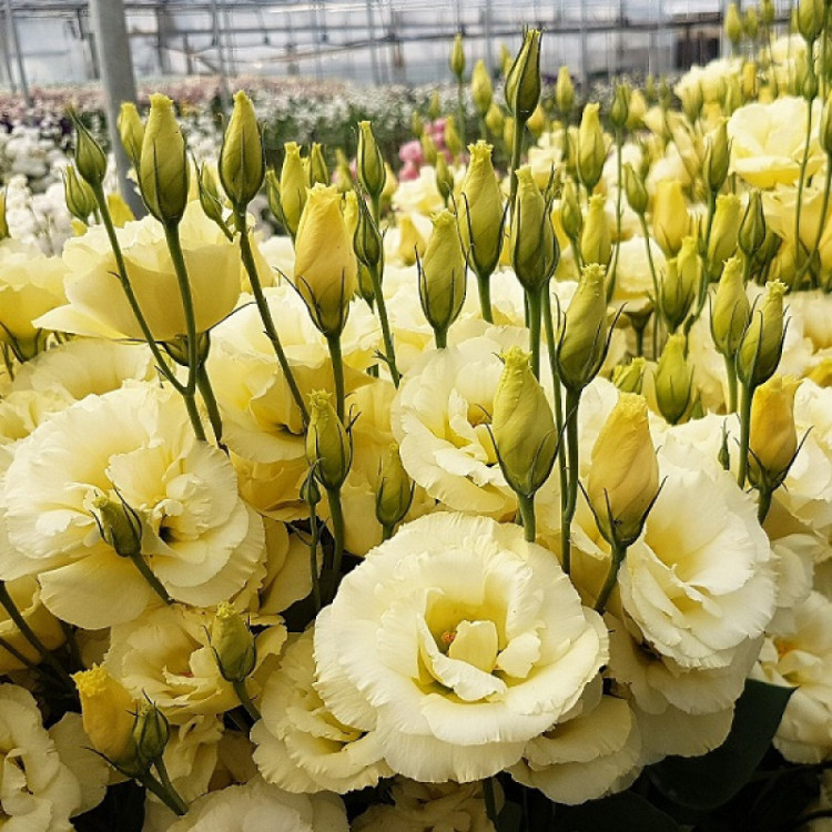 5199D Эустома крупноцветковая Арена F1 III Голд 5шт 5199D Эустома крупноцветковая Арена F1 III Голд 5шт