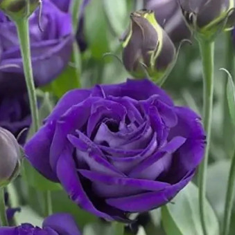 5200D Эустома крупноцветковая Арена F1 III Парпл 5шт