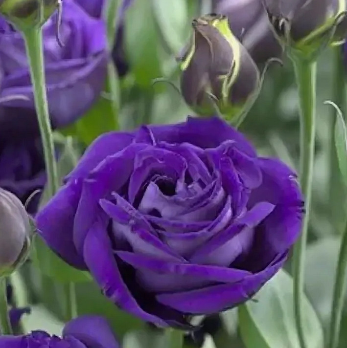 5200D Эустома крупноцветковая Арена F1 III Парпл 5шт 5200D Эустома крупноцветковая Арена F1 III Парпл 5шт