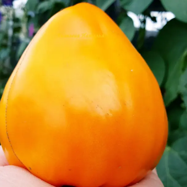 7055Т Томат Ночная свеча 10шт