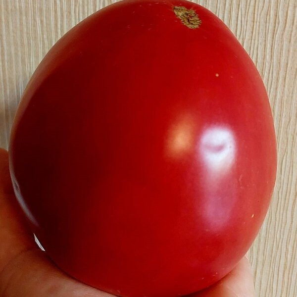 7056Т Томат Отец Горио 10шт 7056Т Томат Отец Горио 10шт