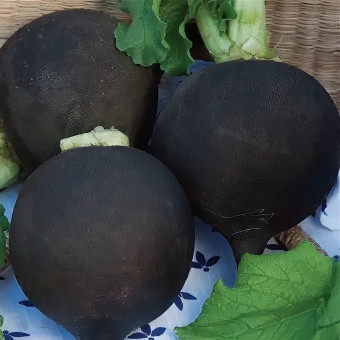 5075D Редька Ночка 1гр