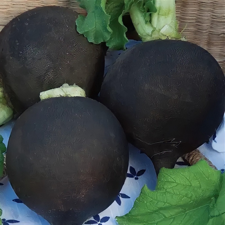 5075D Редька Ночка 1гр 5075D Редька Ночка 1гр