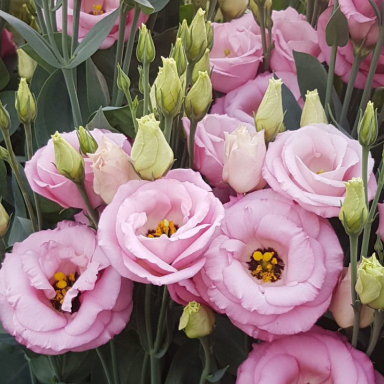 5202D Эустома крупноцветковая Арена F1 III Хот Пинк 5шт 5202D Эустома крупноцветковая Арена F1 III Хот Пинк 5шт