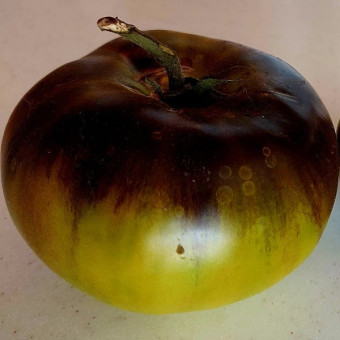 7057T Томат Охровая Джоли 10шт