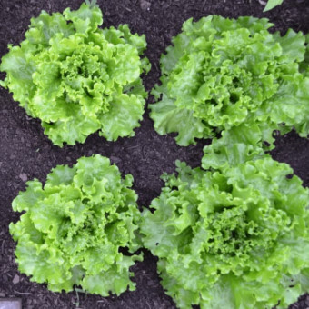 5078D Салат Восторг 10шт