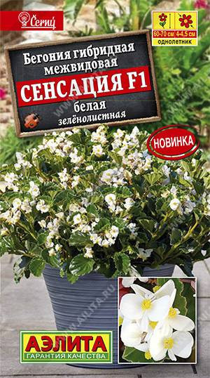 1294A Бегония Сенсация F1 белая зеленолистная 7шт