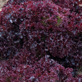 5079D Салат Гранатовые кружева 10шт