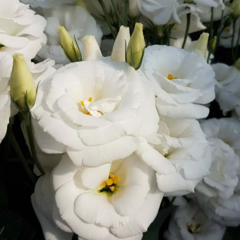 5205D Эустома Супер Мэджик F1 Пьюр Вайт 5шт