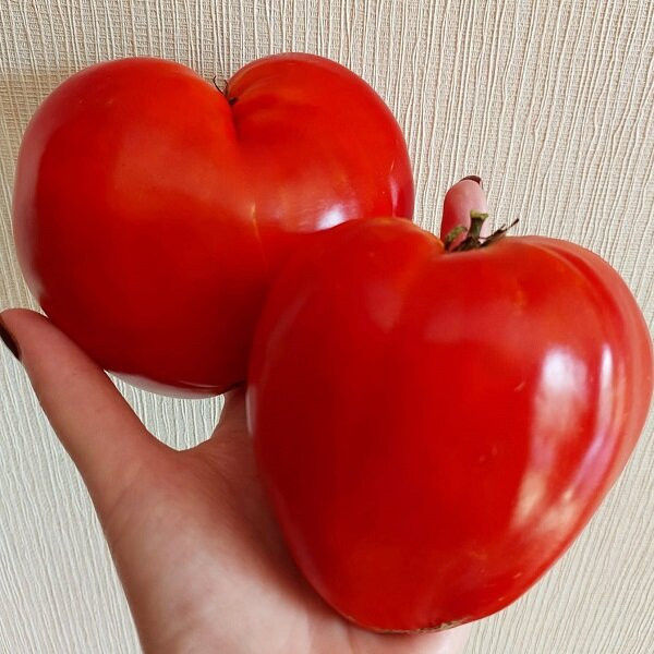 7164Т Томат Гномьи шляпки 10шт 7164Т Томат Гномьи шляпки 10шт