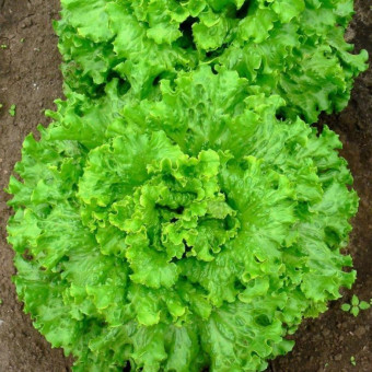 5080D Салат Задор 10шт