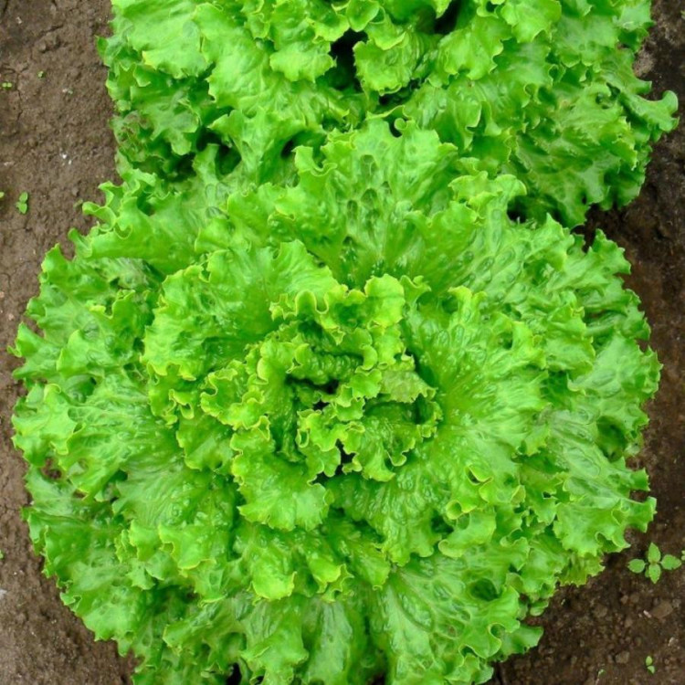 5080D Салат Задор 10шт 5080D Салат Задор 10шт