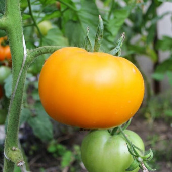 7061T Томат Садовый персик 5шт