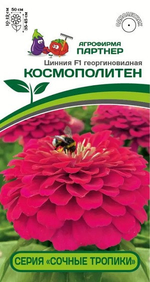 3370P Цинния F1 КОСМОПОЛИТЕН / георгиновидная 4 шт